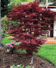 Red Dwarf Japanese Maple Tree columnar habit with red leaves, in a bed with perennials.