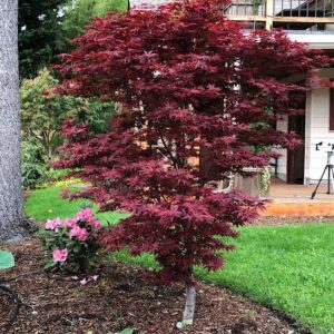 Red Dwarf Japanese Maple Tree columnar habit with red leaves, in a bed with perennials.