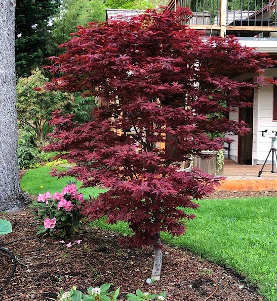 Red Dwarf Japanese Maple Tree columnar habit with red leaves, in a bed with perennials.