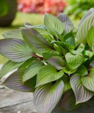 Small red hosta with stunning red blushed green leaves.