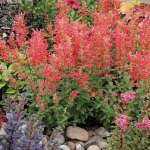 Red Hyssop plant with tall spikes of red flowers and mint-like foliage.
