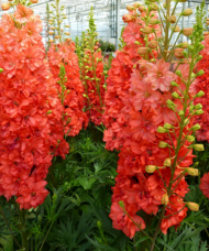 Red Lark Delphinium tall spikes of almost double coral-red blossoms.