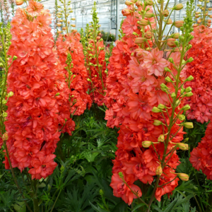 Red Lark Delphinium tall spikes of almost double coral-red blossoms.