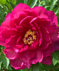 A large, red peony plant large, candy apple red bloom.
