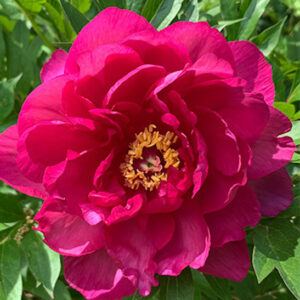 A large, red peony plant large, candy apple red bloom.