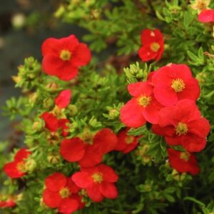 Red Potentilla, bright orangey red blooms against shrubby green foliage.
