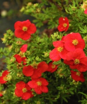 Red Potentilla, bright orangey red blooms against shrubby green foliage.