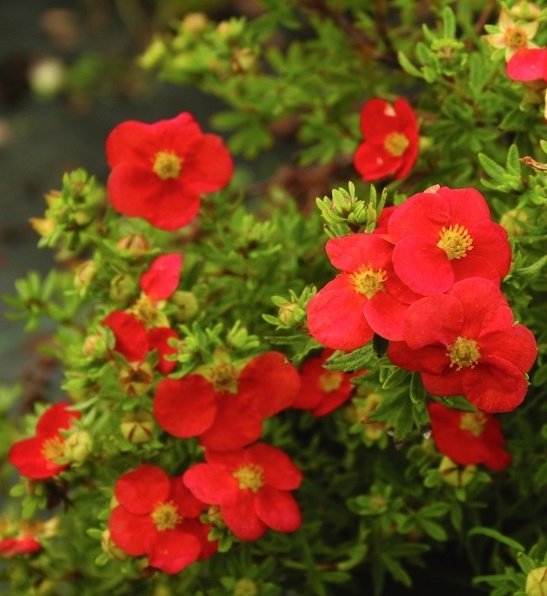 Red potentilla | Potentilla fruticosa MARIAN RED ROBIN Red Potentilla, bright orangey red blooms against shrubby green foliage.