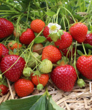 Red Yambu Strawberry Plant bright red fruits with glossy skin.
