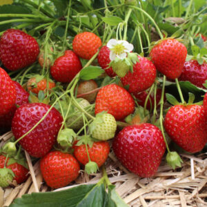 Red Yambu Strawberry Plant bright red fruits with glossy skin.