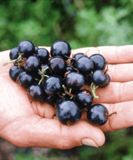 A gardener's hand full of dark, shiny Ribes Odoratum Black Topaz Currant fruit.