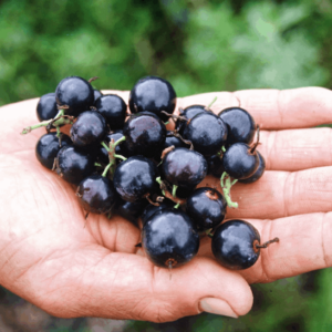 A gardener's hand full of dark, shiny Ribes Odoratum Black Topaz Currant fruit.
