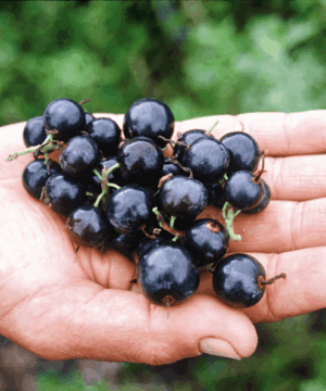 A gardener's hand full of dark, shiny Ribes Odoratum Black Topaz Currant fruit.