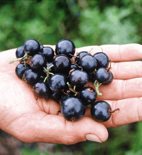 Ribes odoratum 'Black Topaz' | Black Topaz Clove Currant A gardener's hand full of dark, shiny Ribes Odoratum Black Topaz Currant fruit.