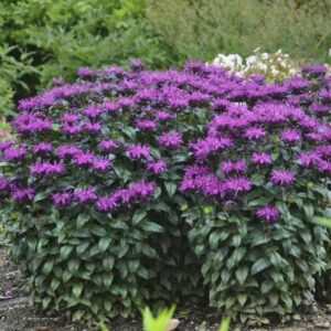 Rockin' Raspberry Bee Balm plants with a upright habit, tidy green foliage, and raspberry purple flowers.