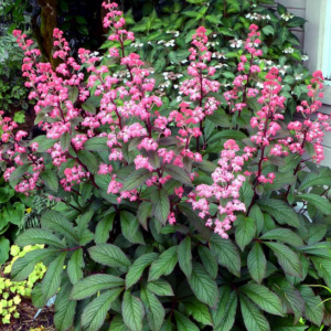 Rogersia Bronze Peacock plant with bronzed purple green leaves and pink flowers (both on red stems).