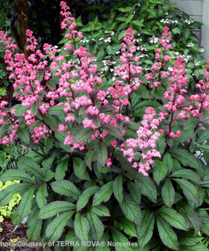 Rogersia Bronze Peacock plant with bronzed purple green leaves and pink flowers (both on red stems).