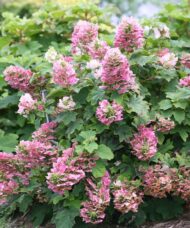 Ruby Slippers Oakleaf Hydrangea plant with showy, conical flowers in white, pink, and ruby red.