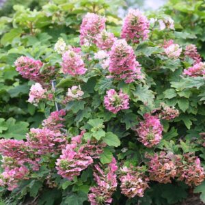 Ruby Slippers Oakleaf Hydrangea plant with showy, conical flowers in white, pink, and ruby red.