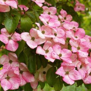 Satomi Japanese Dogwood flowers - stunning, star-shaped, pink bracts encircling clusters of small, yellow true flowers.