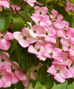 Satomi Japanese Dogwood | Pink Kousa Dogwood tree Satomi Japanese Dogwood flowers - stunning, star-shaped, pink bracts encircling clusters of small, yellow true flowers.