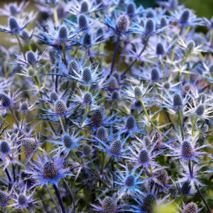 Sea Holly with unique, spiny-margined, purple and silvery green foliage, and spiky electric blue and silver flowers.