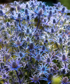 Sea Holly with unique, spiny-margined, purple and silvery green foliage, and spiky electric blue and silver flowers.