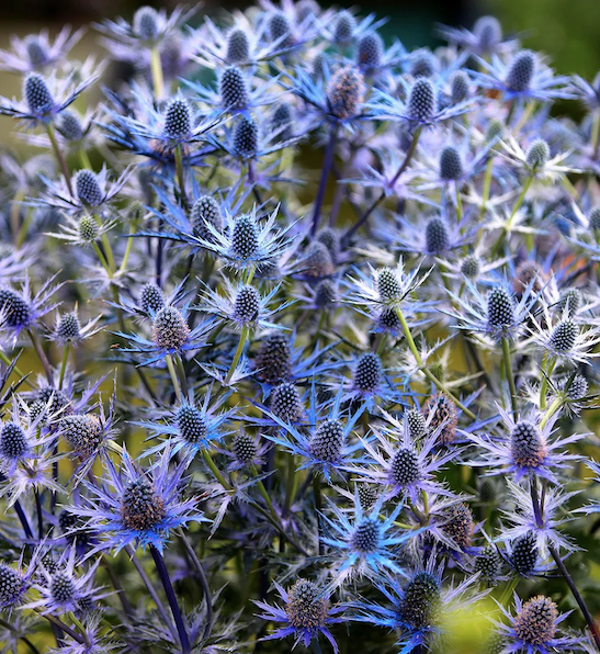 Sea Holly with unique, spiny-margined, purple and silvery green foliage, and spiky electric blue and silver flowers.