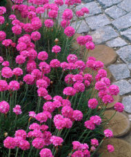 A mass of hot pink, globe-shaped clusters of flowers of the Sea Thrift Plant.