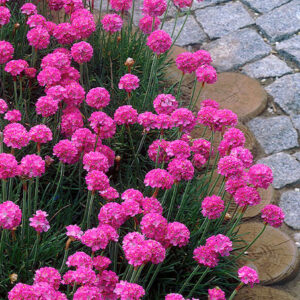 A mass of hot pink, globe-shaped clusters of flowers of the Sea Thrift Plant.