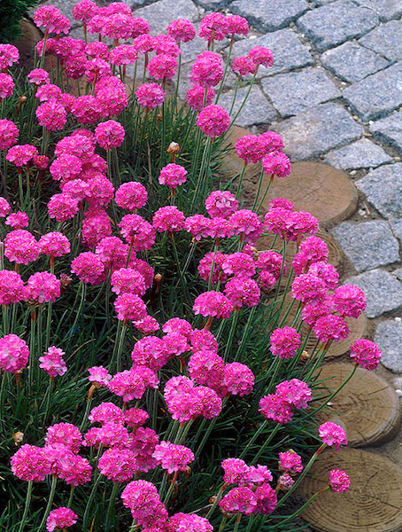 Sea thrift plant | Armeria maritima 'Splendens' A mass of hot pink, globe-shaped clusters of flowers of the Sea Thrift Plant.