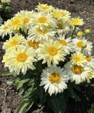 Shasta Daisy plant with broad, coarsely-toothed, dark green leaves, and creamy lemon flowers with yellow centres.