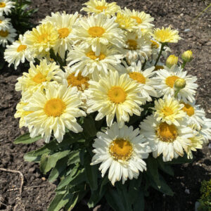 Shasta Daisy plant with broad, coarsely-toothed, dark green leaves, and creamy lemon flowers with yellow centres.