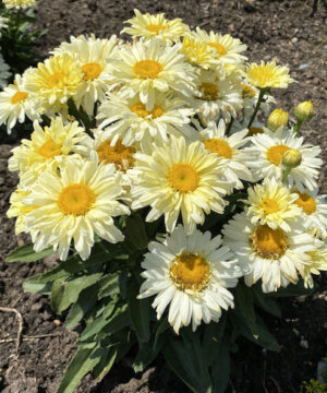Shasta Daisy plant | Banana Cream II Shasta daisy Shasta Daisy plant with broad, coarsely-toothed, dark green leaves, and creamy lemon flowers with yellow centres.