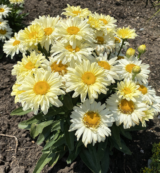 Shasta Daisy plant | Banana Cream II Shasta daisy Shasta Daisy plant with broad, coarsely-toothed, dark green leaves, and creamy lemon flowers with yellow centres.