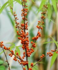 Shui Ma plant stems full of small, edible, orange fruits that resemble raspberries.