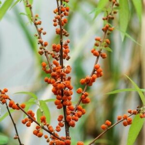 Shui Ma plant stems full of small, edible, orange fruits that resemble raspberries.