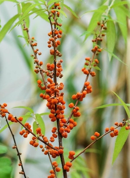 Shui Ma plant | Debregeasia edulis 'Elite' Shui Ma plant stems full of small, edible, orange fruits that resemble raspberries.