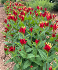 Mass planting of Spigelia Marilandica Little Redhead covered in colourful, tubular, yellow-throated, dark red blooms.