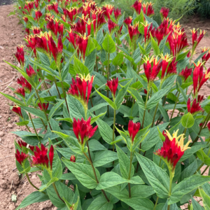 Mass planting of Spigelia Marilandica Little Redhead covered in colourful, tubular, yellow-throated, dark red blooms.