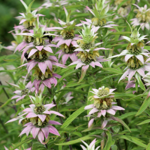 A stunning Spotted Bee Balm with speckled, yellow-white blossoms and large, lance-shaped pink and silver-pink bracts.