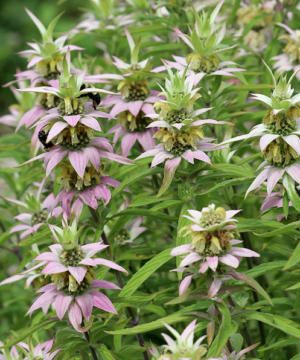 A stunning Spotted Bee Balm with speckled, yellow-white blossoms and large, lance-shaped pink and silver-pink bracts.