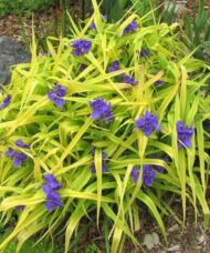 Sweet Kate Spiderwort plant with bright yellow chartreuse foliage and three-petalled, violet-blue flowers.