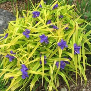 Sweet Kate Spiderwort plant with bright yellow chartreuse foliage and three-petalled, violet-blue flowers.