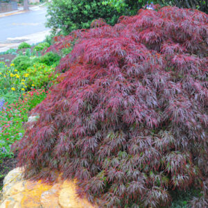 Tamukeyama Japanese Maple with rich, dark purple-red and green, deeply cut leaves on branches that cascade to the ground.