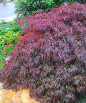 Tamukeyama Japanese maple tree | Weeping Japanese maple tree Tamukeyama Japanese Maple with rich, dark purple-red and green, deeply cut leaves on branches that cascade to the ground.
