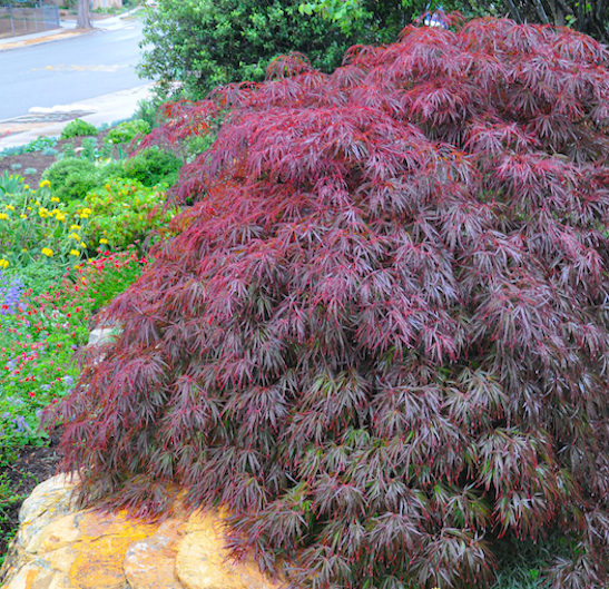 Tamukeyama Japanese Maple with rich, dark purple-red and green, deeply cut leaves on branches that cascade to the ground.