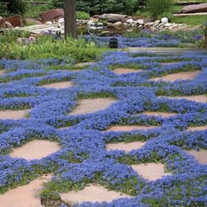 Dense mats of Tidal Pool Creeping Speedwell small blue flowers outline flagstones on a pathway.