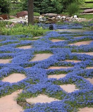 Dense mats of Tidal Pool Creeping Speedwell small blue flowers outline flagstones on a pathway.