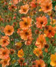 Totally Tangerine Avens elegant, warm tangerine-orange flowers with poppy-like petals on tall stems.